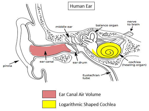 human_ear.png