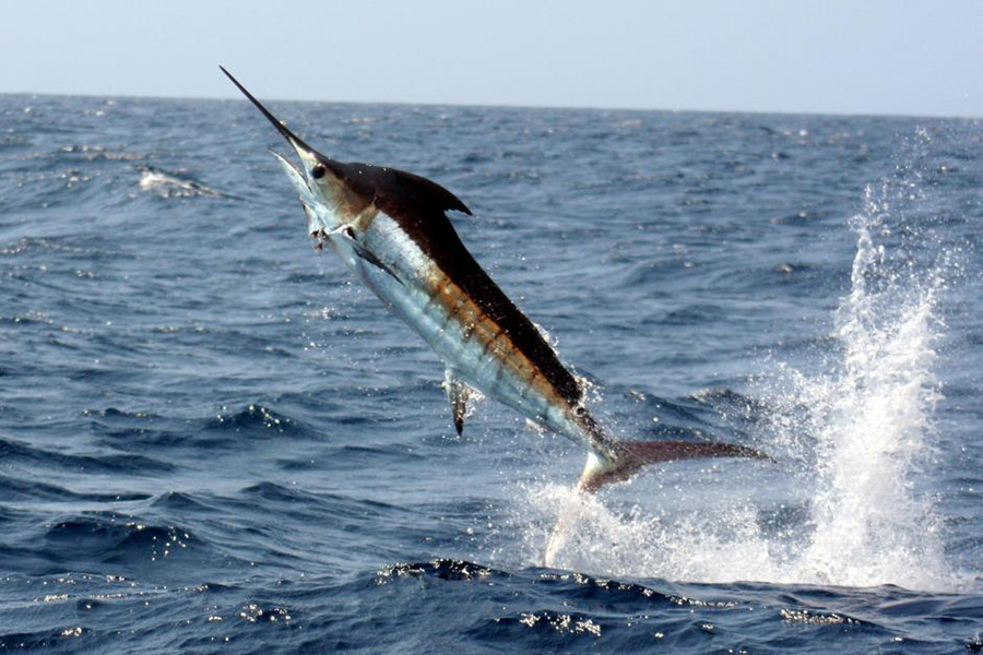 Black Marlin